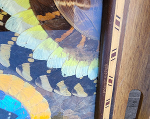 Vintage Butterfly Wing Art Tray